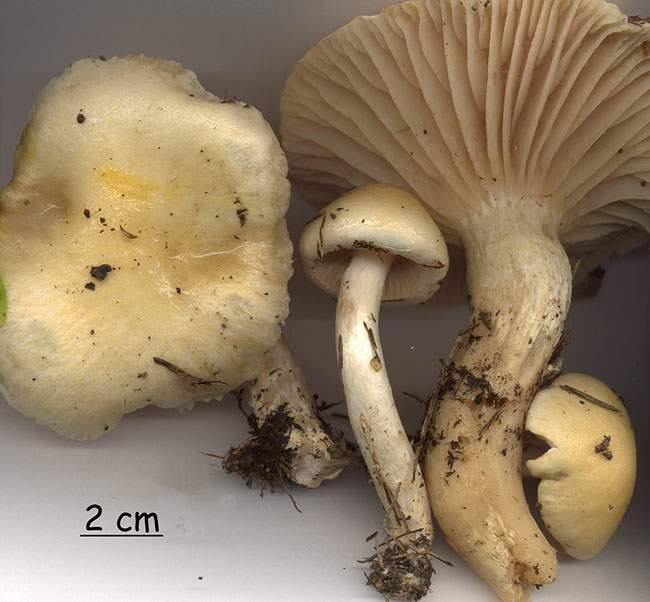 Hygrophorus gliocyclus